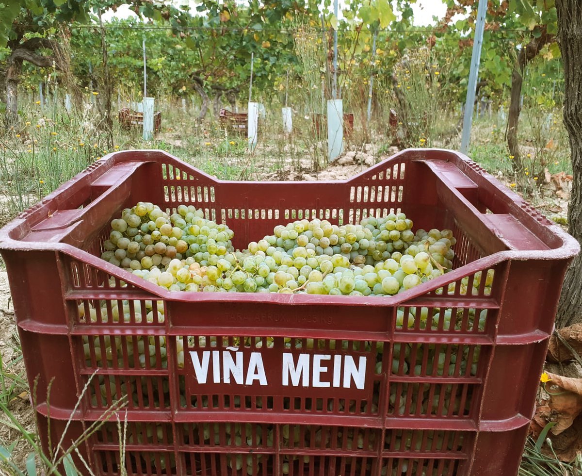 Primera caja de uvas de la añada 2020. ¡Empezamos la #vendimia! #viñameinemiliorojo #ribeiro (1/4)