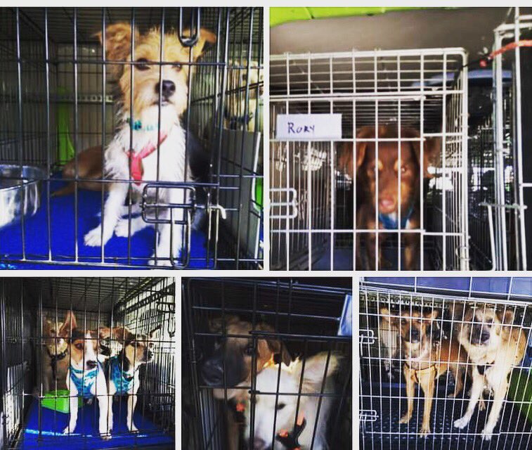 The Company of Dogs tweet media