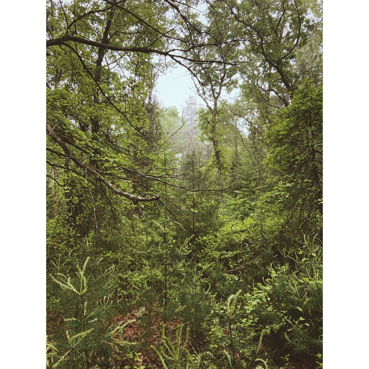ChelseaArruda's tweet photo. A shot I took at the beginning of the year, I believe. Sometimes I feel like I get better shots these days with my iPhone than I do with my professional camera! What do you think? Edited with VSCO. https://t.co/7z4lDZCXTw
