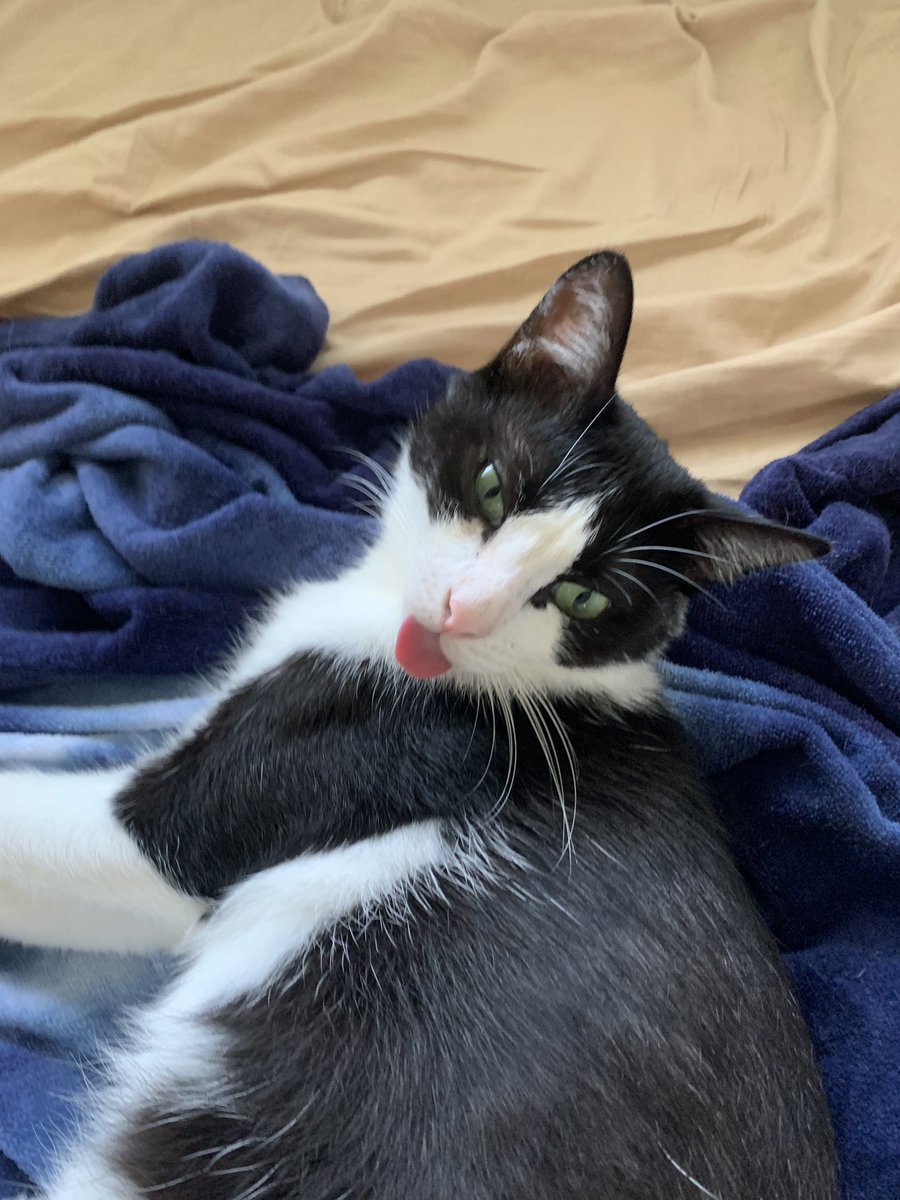 みも ウチの子は自分の後ろ足肉球しゃぶってますけど こんな感じなんでしょうか