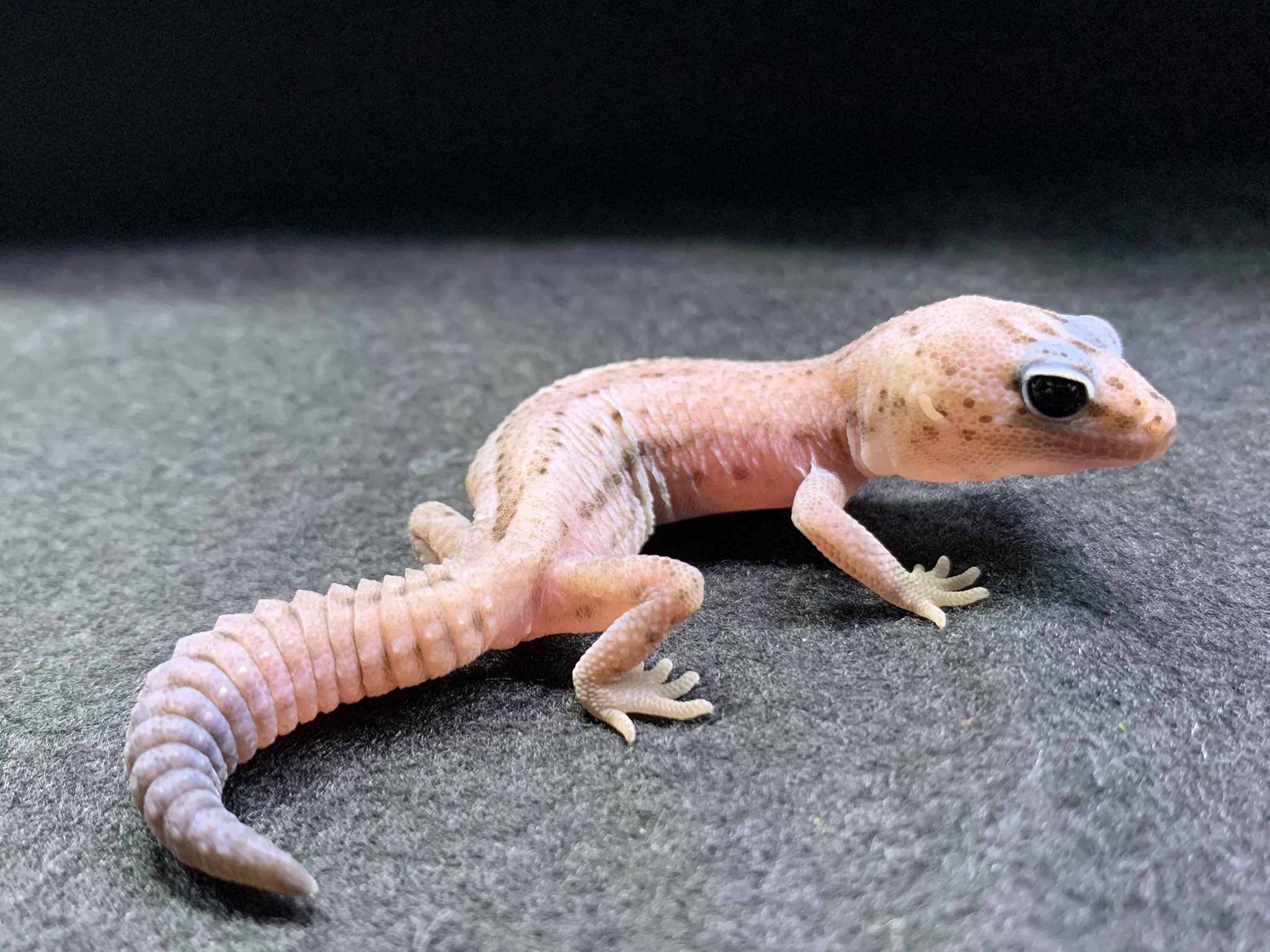 ハープタイル レプリカシリーズ クロイワトカゲモドキ ニシアフリカトカゲモドキ ホワイトアウトアメルパターンレス