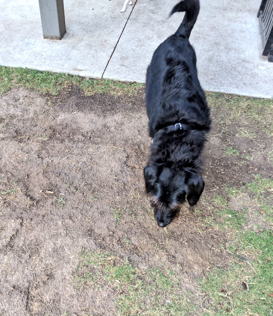 She heads straight for the mud. 