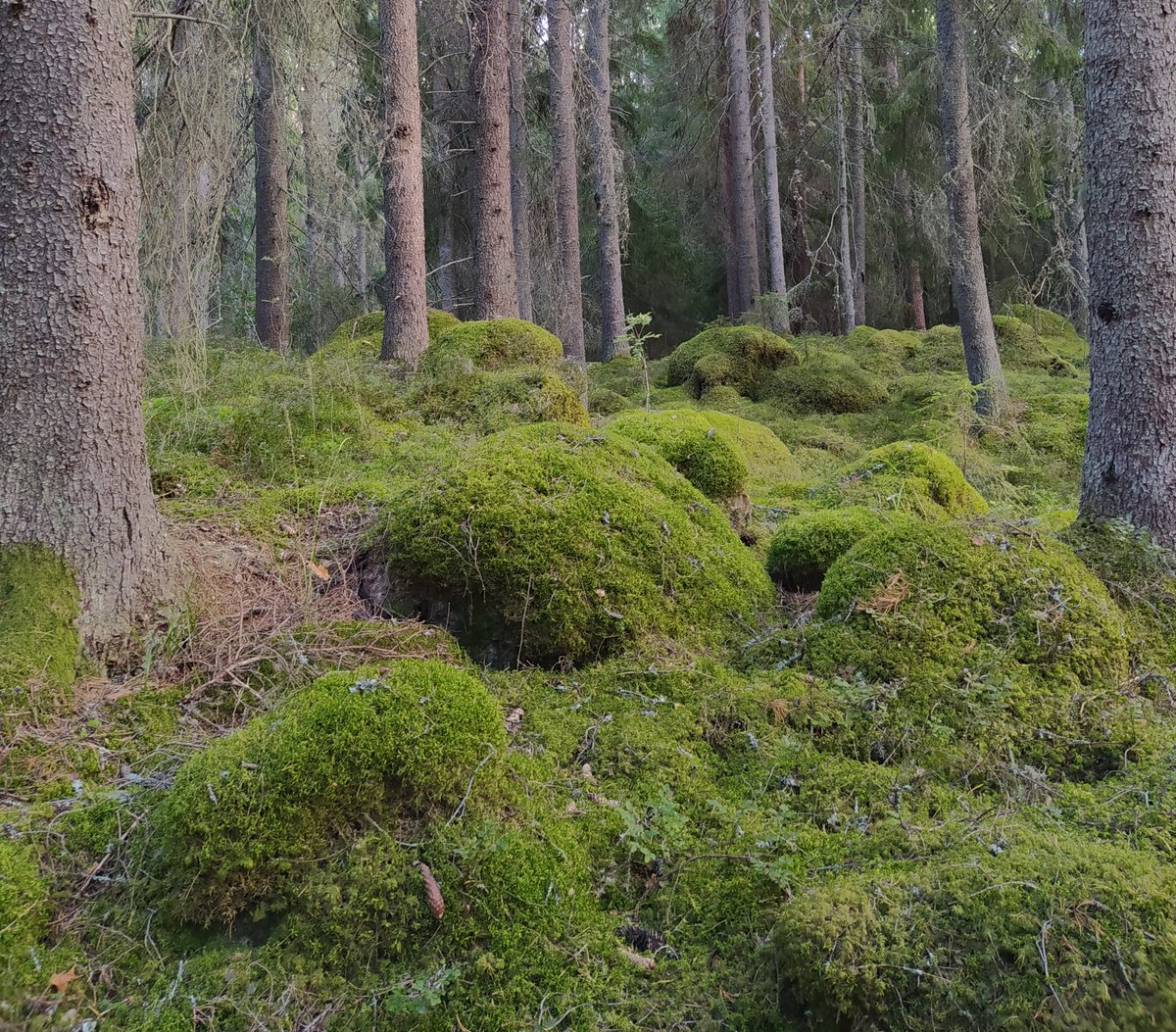 Irena_Adia's tweet photo. Anyone in the #microclimate community knows how well #TOMST #TMS4 #dataloggers measure #soilmoisture in mossy vegetation (instead of soil)? https://t.co/eJBPfzdVpa