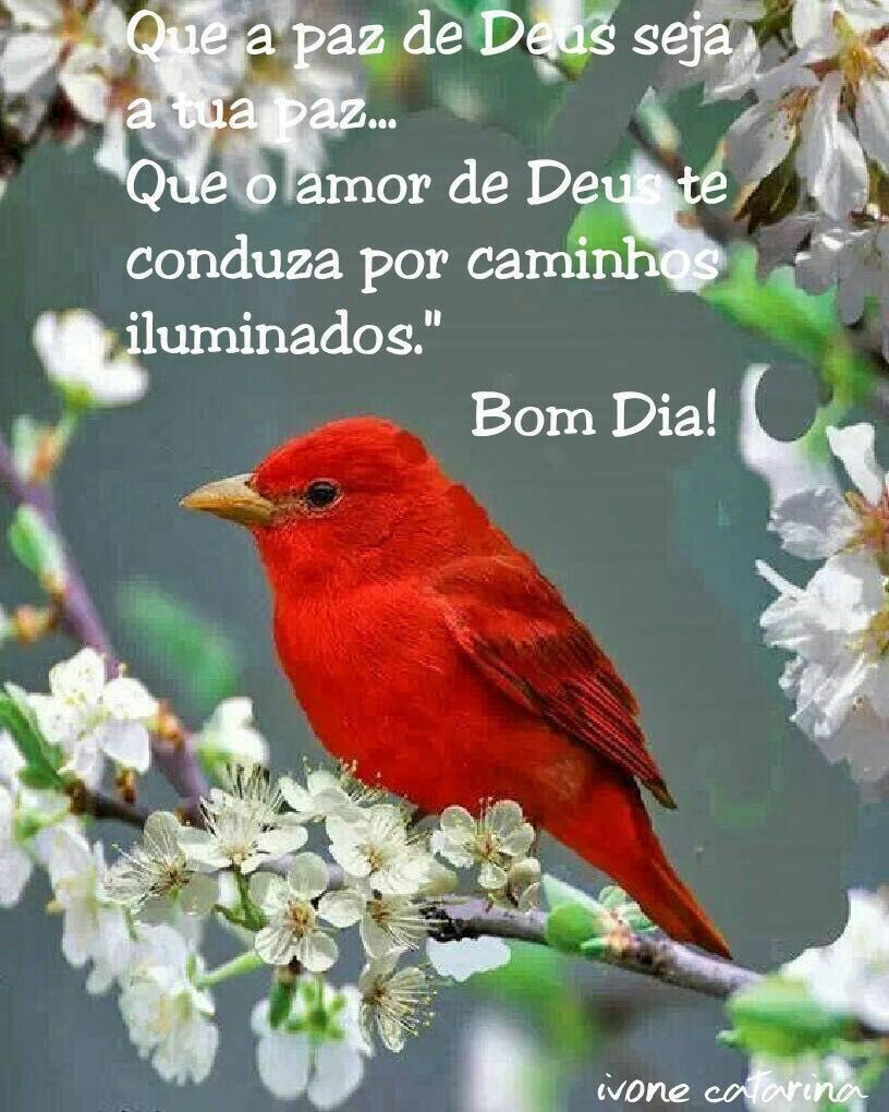 Gilcélia⚘ on Twitter: Gilcélia⚘ on Twitter: