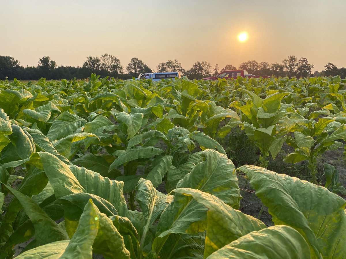 FieldCropsPathology (@thiessenlab) on Twitter photo Can't beat this morning view! Harvesting tobacco for our foliar fungicide trial at @ Oxford Tobacco Research Station. Look forward to seeing how the data shakes out! <a href="/yara_rosado/">Yara I. Rosado</a> <a href="/sarah_m_cochran/">Sarah Cochran-Murray</a> Can't beat this morning view! Harvesting tobacco for our foliar fungicide trial at @ Oxford Tobacco Research Station. Look forward to seeing how the data shakes out! <a href="/yara_rosado/">Yara I. Rosado</a> <a href="/sarah_m_cochran/">Sarah Cochran-Murray</a>