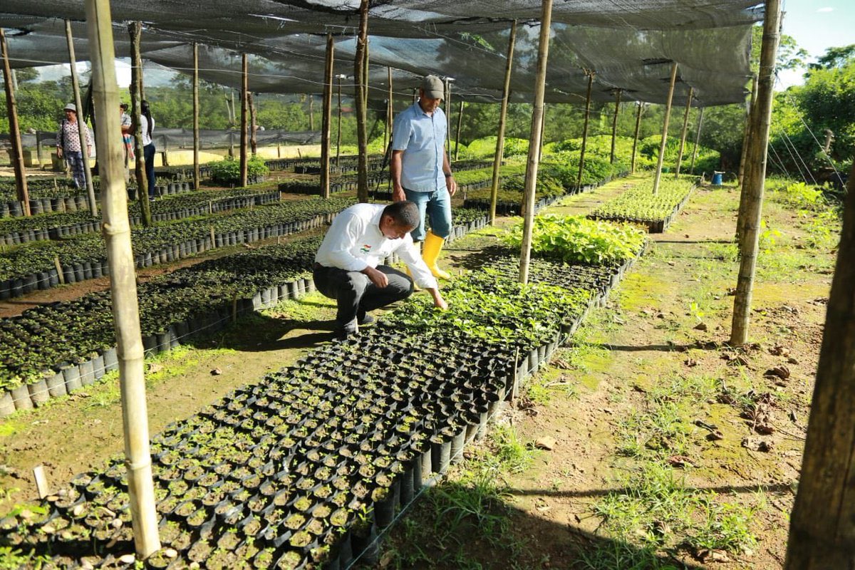 CORMACARENA's tweet photo. 🔴📰#Noticia | 🌱El #Meta tendrá 4️⃣ mega viveros para hacer frente a la deforestación💪🏻

✅Esta es una estrategia de la gran #MetaVerde para fortalecer la producción de material vegetal🌱, y lograr restaurar los ecosistemas🌳del departamento.📲Conoce más👉🏻 https://t.co/OmrDFFWqNP https://t.co/GxFCDr5zpx