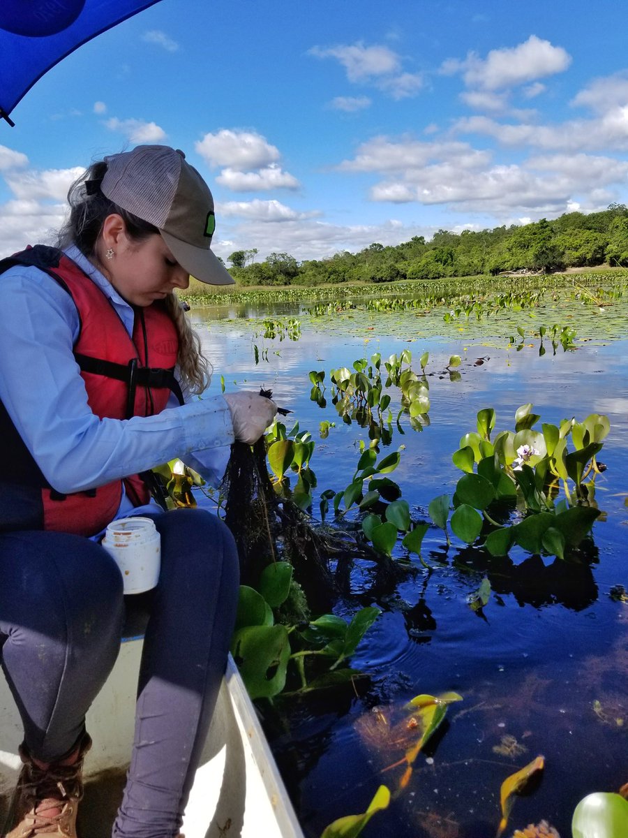 laficouefs's tweet photo. Tbt Ficológico: Coleta de microalgas no Pantanal dos Marimbus, Chapada Diamantina

#algae #chapadadiamantina #bahia #brazil #biodiversity #freshwateralgae #periphyton #phytoplankton #metaphyton #phycology #limnology
https://t.co/FmDKLC5OR0 https://t.co/MKtErfPfJ5