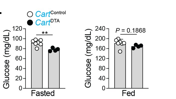 Consistently, they observed that activation of Cart+ neurons resulted in changes in food consumption () and blood glucose levels (). In contrast, depletion of Cart+ neurons resulted in glucose levels (as observed in antibiotic treatment) 13/n