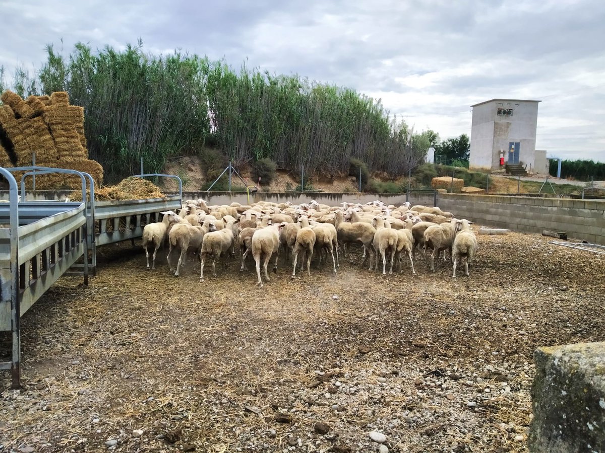 CITAAragon's tweet photo. Recogida de muestras del proyecto #METAREPRO en el que se estudia el efecto de la #microbiota en la fertilidad a la inseminación artificial. Un proyecto #Retos2018 @INIA_es de @maria_saura y @XsnMalenadel con la participación de @jorgehcalvo @ARAID_ES @CITAAragon
@CienciaGob https://t.co/afLJ74gL88