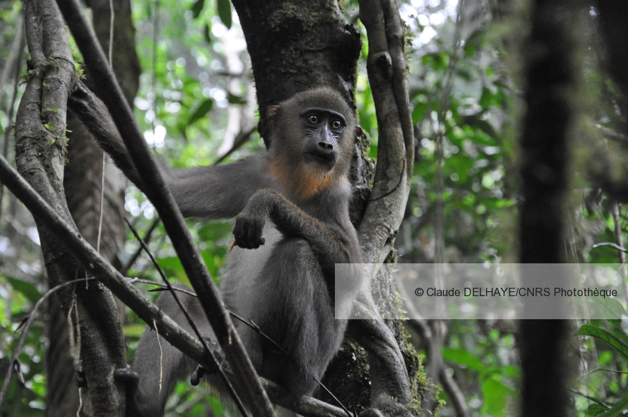 CNRS_OccitaniE's tweet image. #JeudiPhoto | Jeune mandrill, "Mandrillus sphinx", dans le parc de la Lékédi, près du village de Bakoumba dans la région de Haut-Ogooué au Gabon. #CEFE

Plus d'infos ➡️ buff.ly/3goRKFU

@CNRS @umontpellier @univpaulvalery @ird_fr @EPHE_PSL @Supagro @INRAE_OCC_MPL