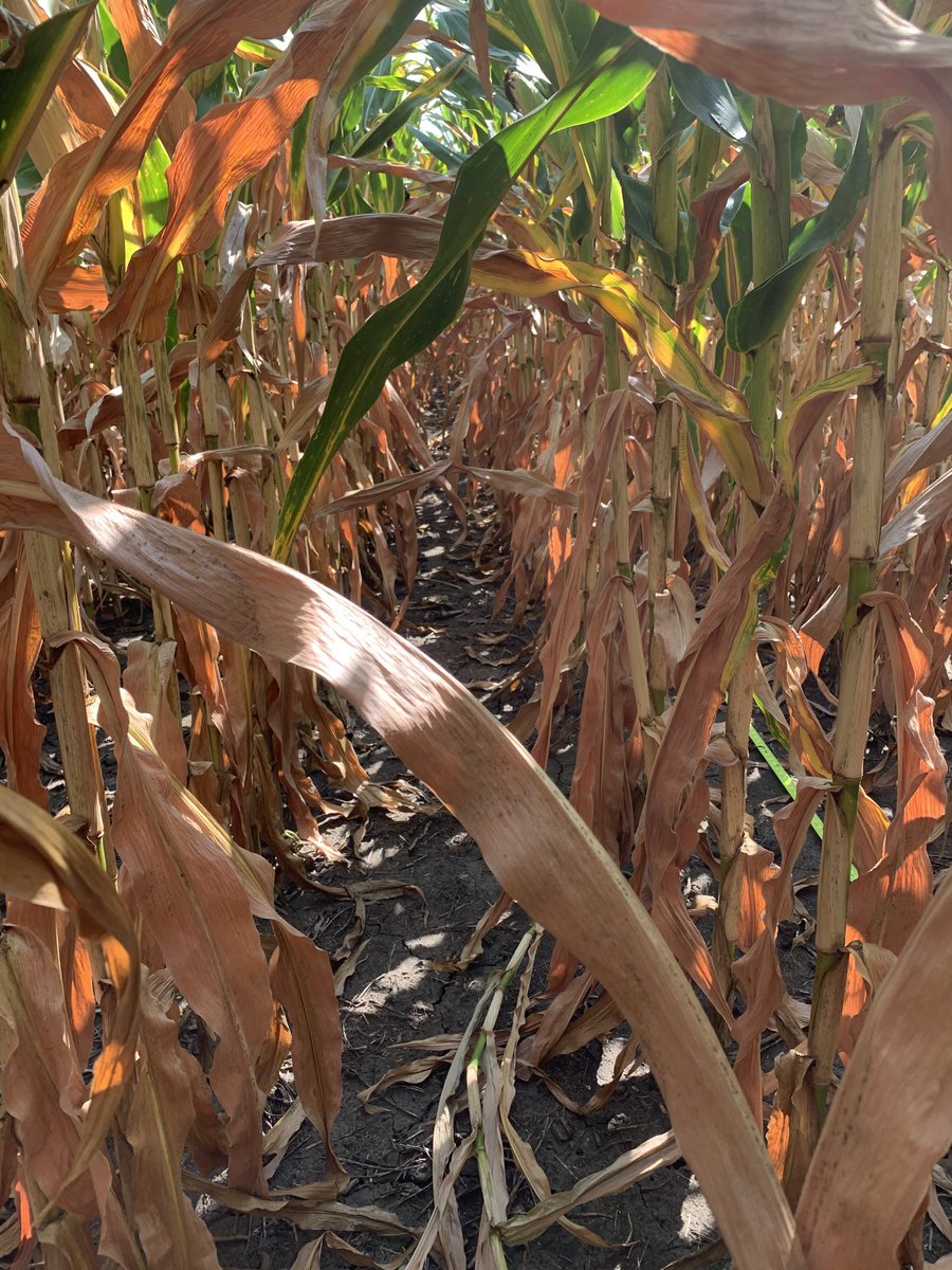 bryluers's tweet photo. Stop #2 for the day is in Lee county near Donnellson. Corn is showing some pretty serious drought stress at about half milk line. We could use a shot of rain bad! Final stand was not great and that hurt the yield at 183.4. ⁦@LGSeeds⁩ ⁦@IowaLg⁩ https://t.co/x0InZrtwRr