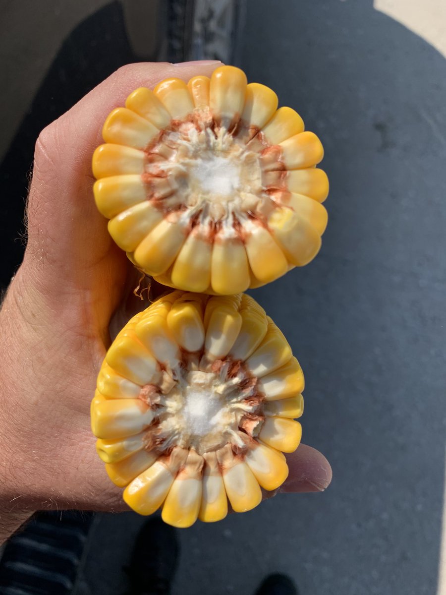 bryluers's tweet photo. Stop #2 for the day is in Lee county near Donnellson. Corn is showing some pretty serious drought stress at about half milk line. We could use a shot of rain bad! Final stand was not great and that hurt the yield at 183.4. ⁦@LGSeeds⁩ ⁦@IowaLg⁩ https://t.co/x0InZrtwRr