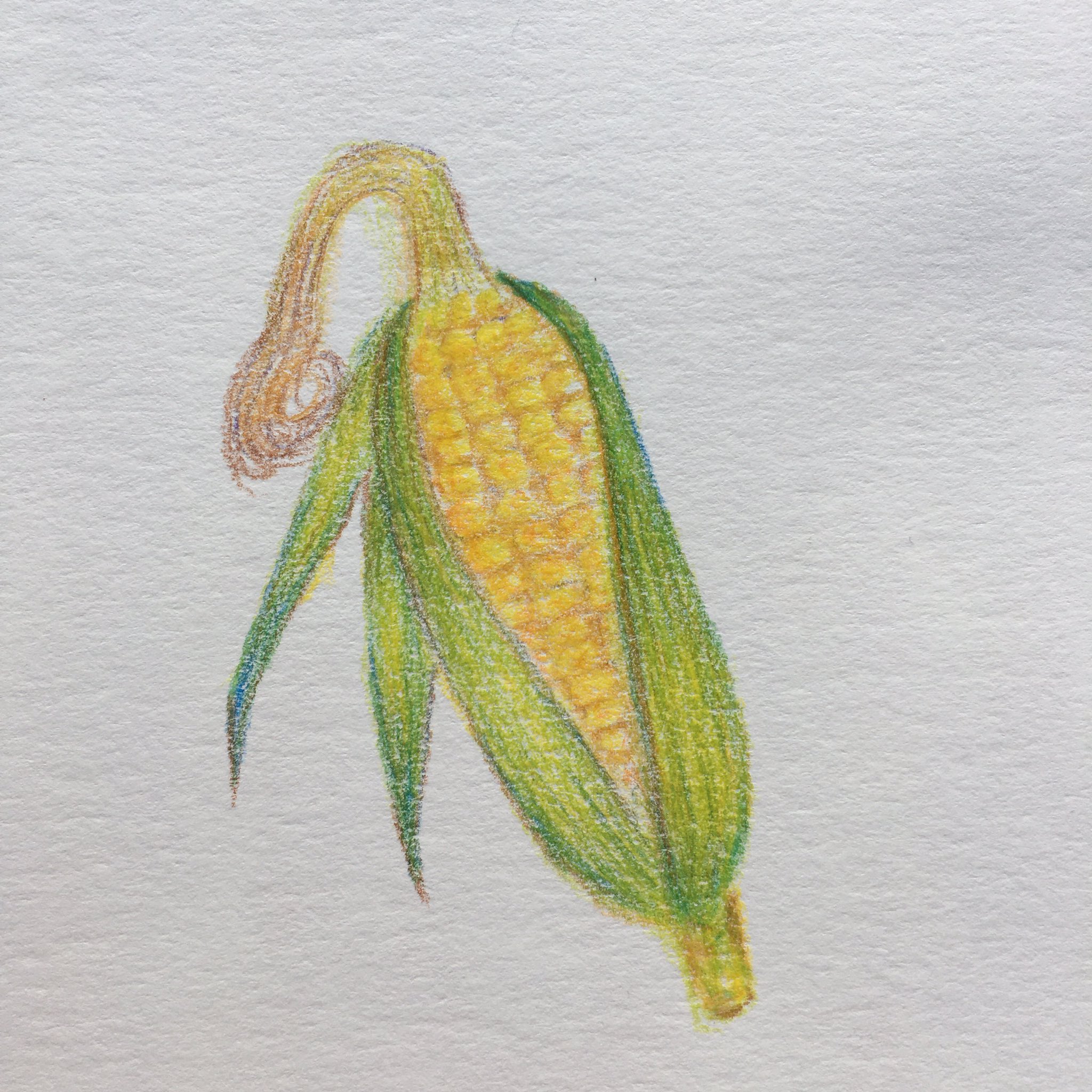 日めくり 手書きイラストレーター En Twitter とうもろこし 頂きもののとうもろこしを今晩食べました イラスト は普通のとうもろこしですが 私が食べたものは皮を剥くと粒が紫色でびっくり T Co Icezi0tlii Twitter