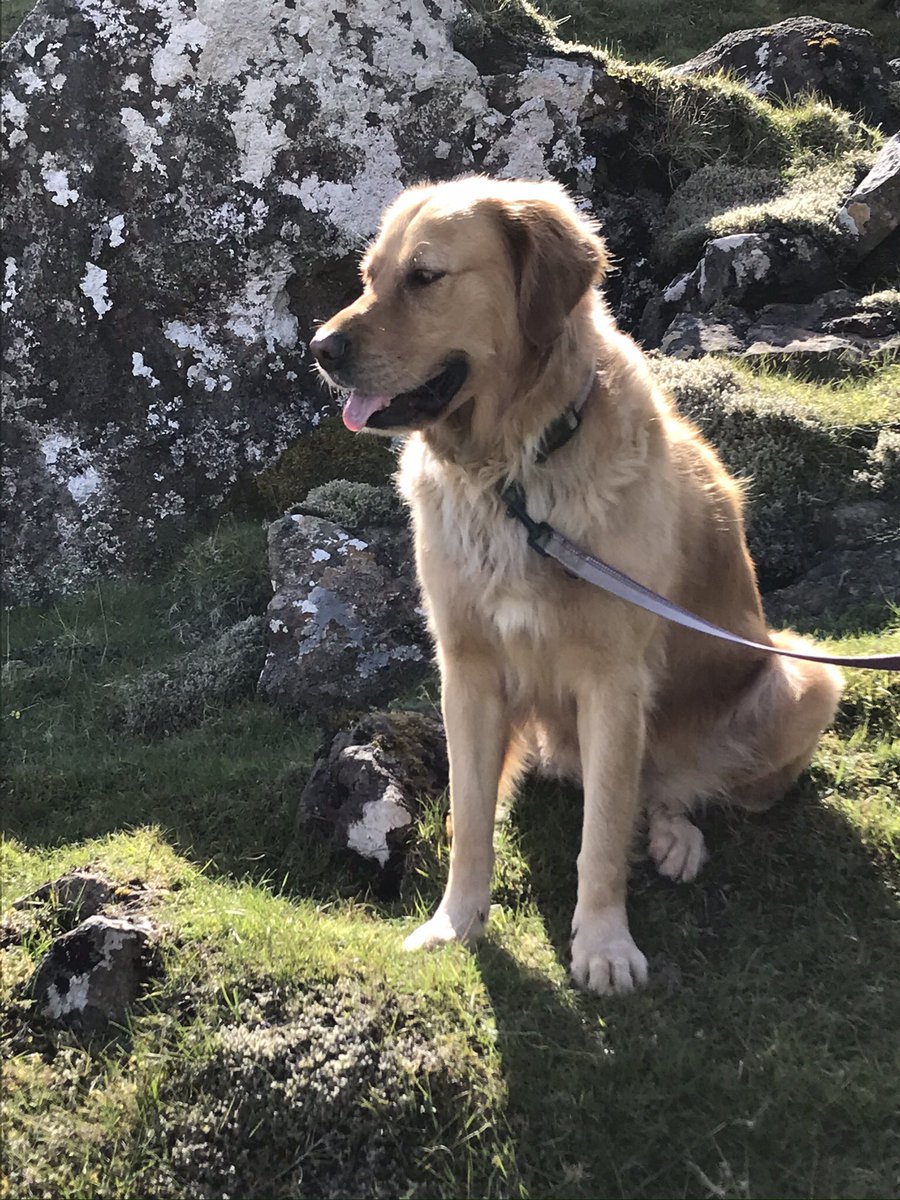 DavidRobb22's tweet photo. It seems we missed #InternationalDogDay - very remiss #CoraTheExplorer😛 🐶 https://t.co/8wkvTNXGD0