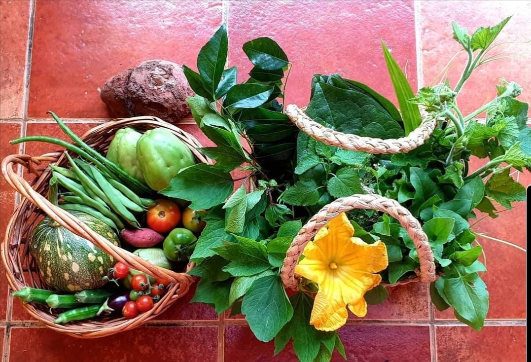 ArunBytes's tweet photo. Worked soil through the summer, and the first good harvest..good beginning ahead of world farmers' day
#OFYT
#ootafromyourthota
#gardencity
#growyourownfood https://t.co/c7zNjF7pYS