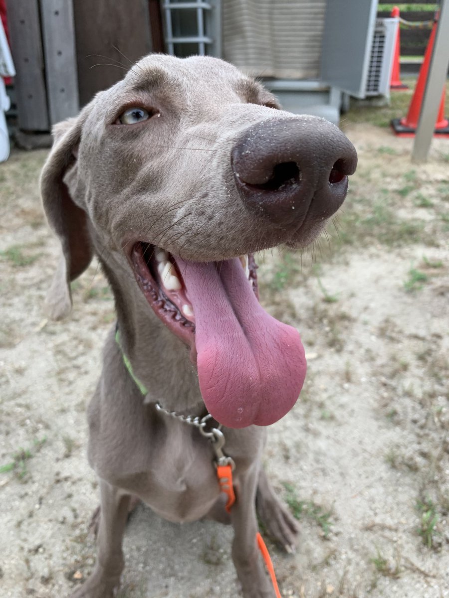 33dog_staff's tweet photo. ウィルくん♪
写真を撮るのが1番難しい😅
とにかく距離が近いんです！笑
ドアップばかり📷
まぁそれも可愛いんですけどね♡ https://t.co/vNRcQ4W7C6