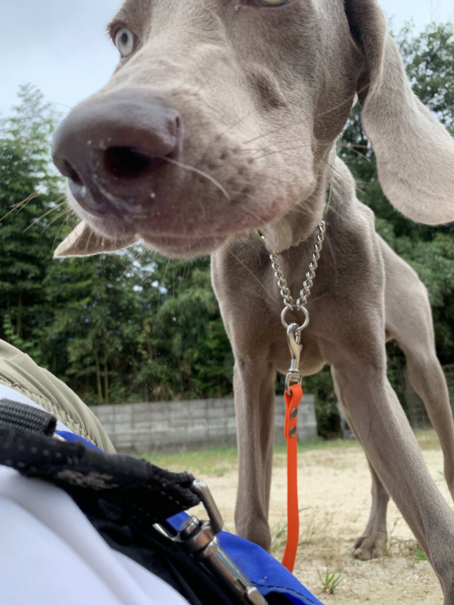 33dog_staff's tweet photo. ウィルくん♪
写真を撮るのが1番難しい😅
とにかく距離が近いんです！笑
ドアップばかり📷
まぁそれも可愛いんですけどね♡ https://t.co/vNRcQ4W7C6