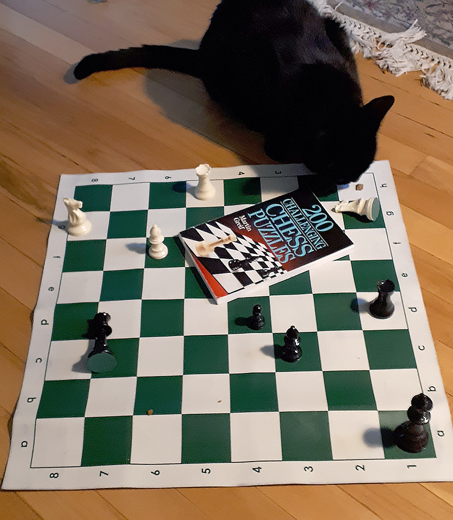 DetroitLibrary's tweet photo. The furry friends of our staff are also taking part in the 313 Summer Reading Challenge! This is Schinkel reading a book about chess to improve his game.
It's not too late to join the challenge. You can find info here: https://t.co/IHkWaf7Fer
#SummerReading #313READS https://t.co/OcVRiOL6YZ