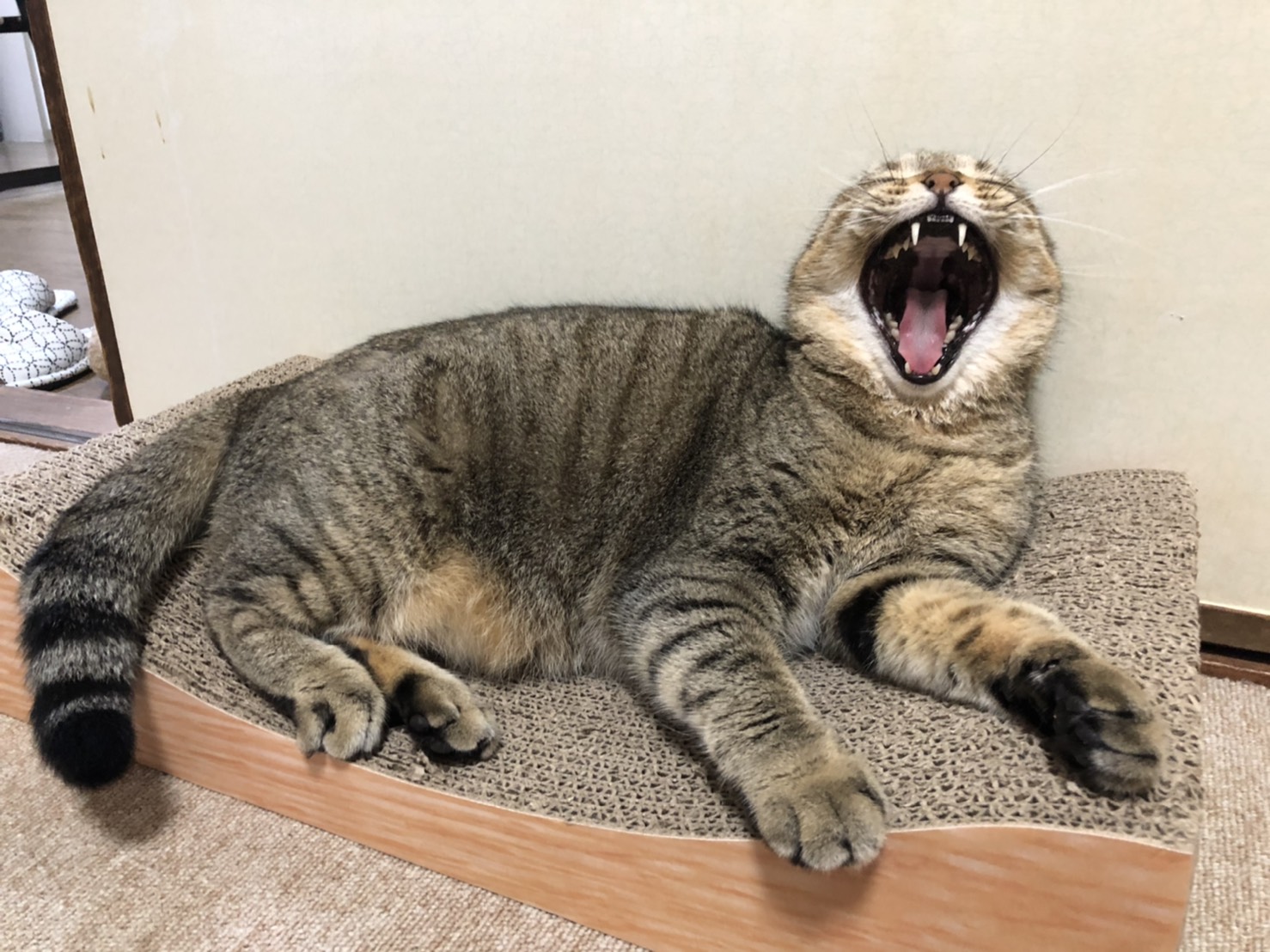 あくびがうつる Twitter Search Twitter