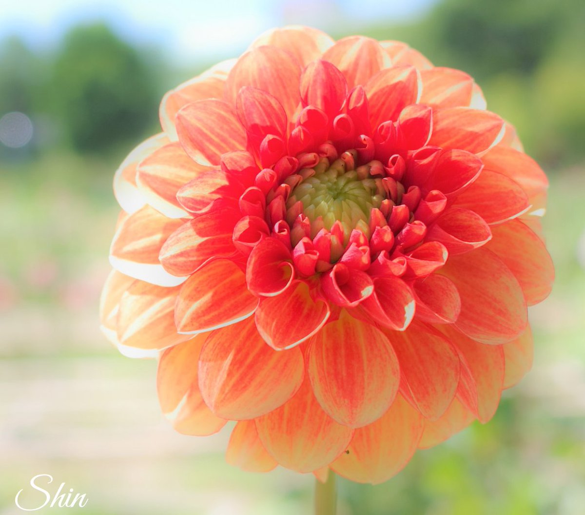 Florist Shin 川西ダリヤ園 とにかく凄い種類のダリアでしたね Flowers 花のある暮らし ダリア 花の写真 ダリヤ 山形県 花が好き 川西ダリヤ園