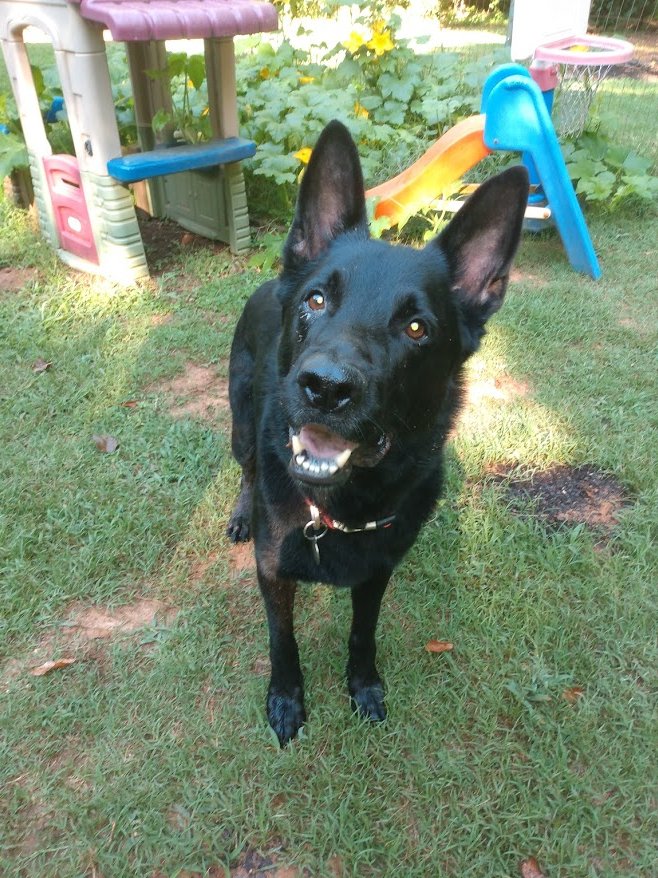 I missed #NationalDogDay2020 yesterday...well here's our big guy and super protector, aka family herder, Ichabod the GSD
