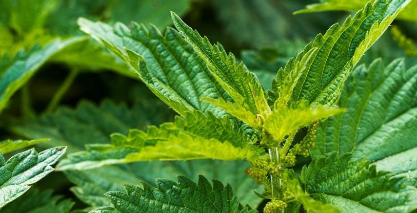 PortaledelVerde's tweet photo. Ortica: antiparassitario naturale e tanti altri usi https://t.co/6t6gA1pg9e https://t.co/kUtjJu2nOQ