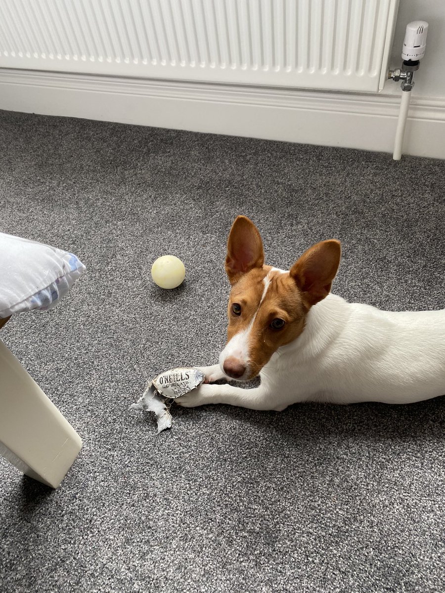 Peter_Lundy's tweet photo. What a pup will do when left with a sliotar for an hour https://t.co/DGVEBD1aXg