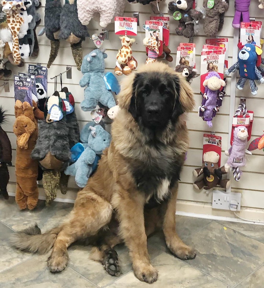When you go shopping to choose your toys #Havoc @poshpawsharrogate  <a href="/OscarRomeo1268/">Paul Cording</a>