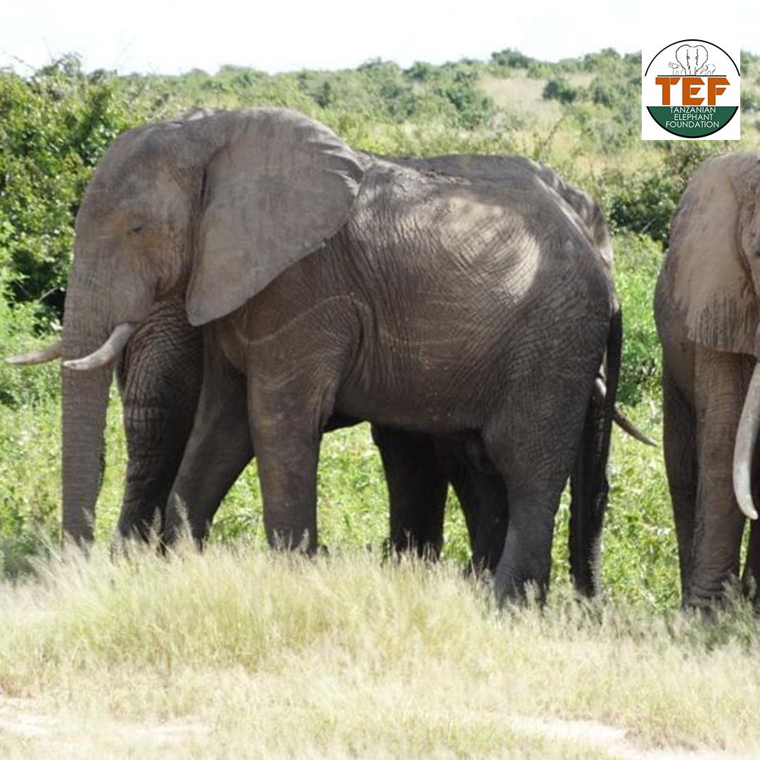 Tanzanian Elephant Foundation tweet media