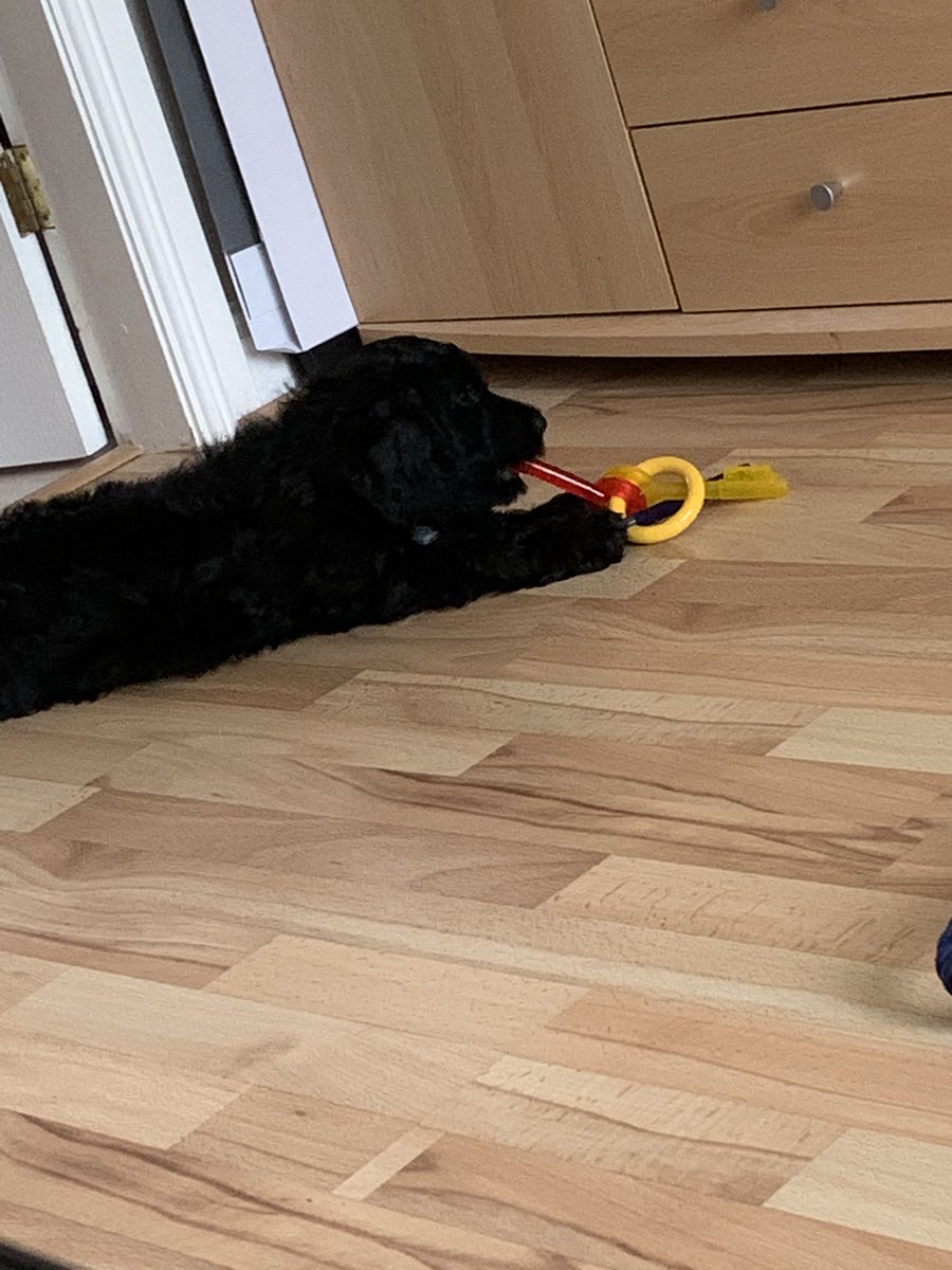 amyleigh3006's tweet photo. woke up from a 2 and a half hour nap, had some munchies, and now playing with his favourite toy
oh the hard life of being a puppy 🐶🐾 https://t.co/bfC033dhBo