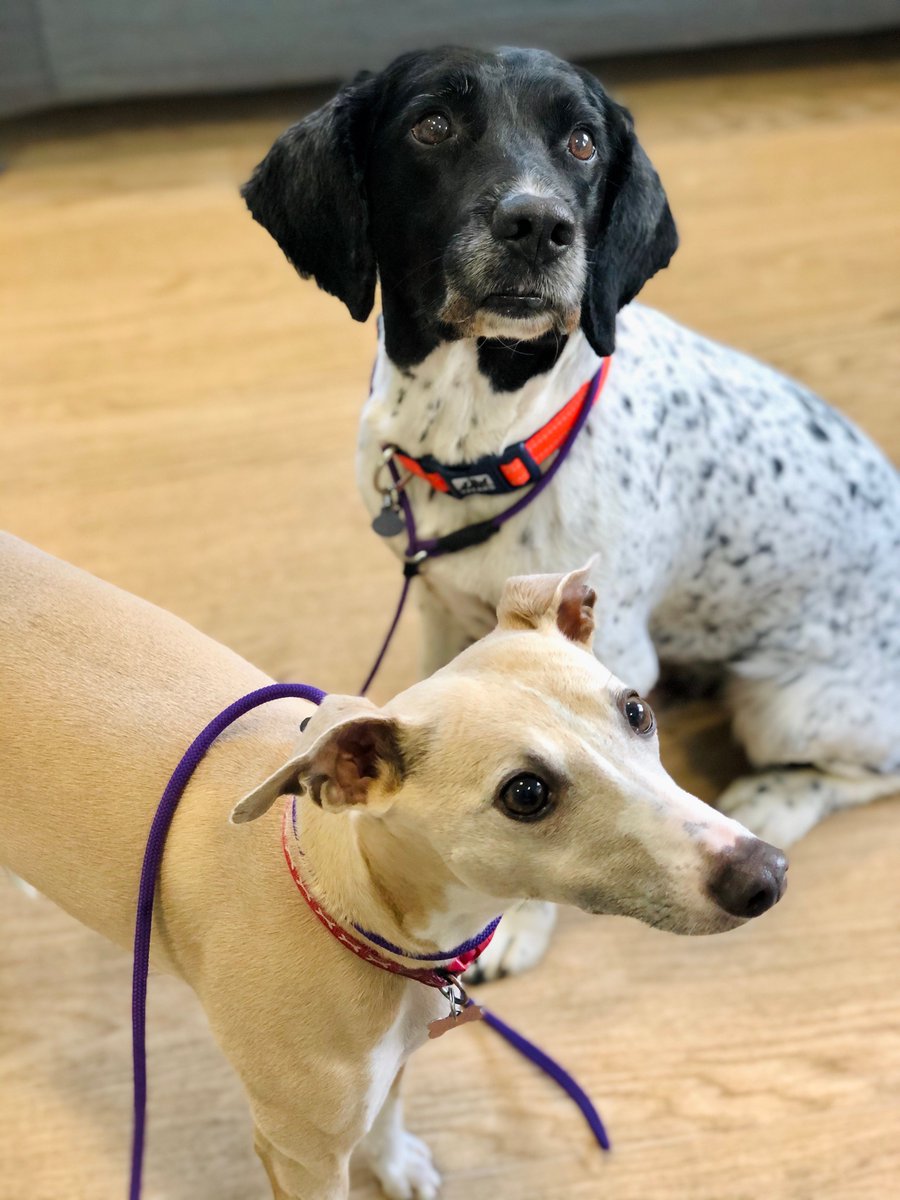 Bertie and Harley the dynamic duo visited us recently to take advantage of our vaccine amnesty. We are currently offering a vaccine restart course for the same price as a regular booster! buff.ly/2Tmus9l