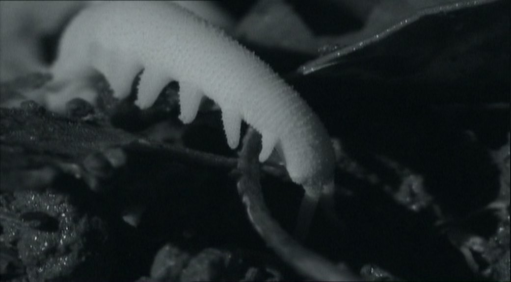 Velvet worm is a full on eldritch horror