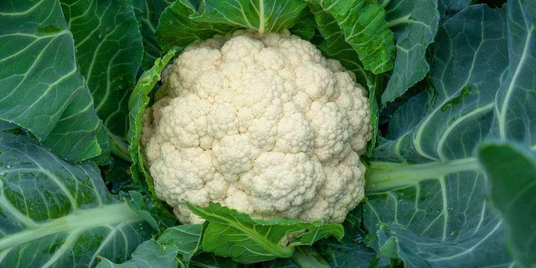 SquiresGC's tweet image. Did you know that cauliflower leaves are edible?

The outer leaves are delicious and you can cook them just like other greens such as cabbage. 

Why not roast them or include them in a stir fry! 

#gardencookbook #cauliflowerleaves #growyourown