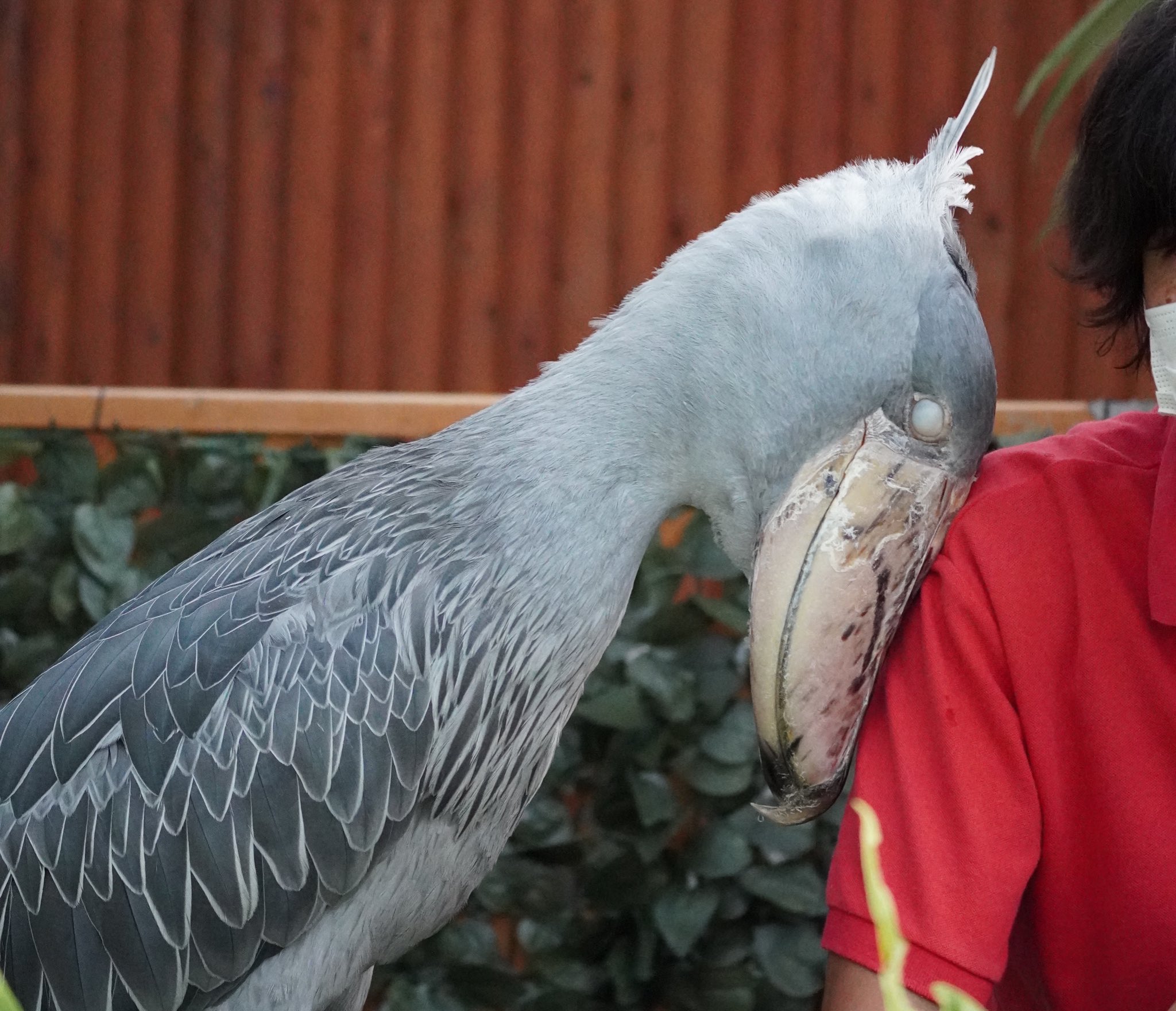 Foo Zoo Al Twitter お兄さん大好きなふたばちゃん 掛川花鳥園 ハシビロコウ ふたば T Co Ux7mbyg3ky Twitter