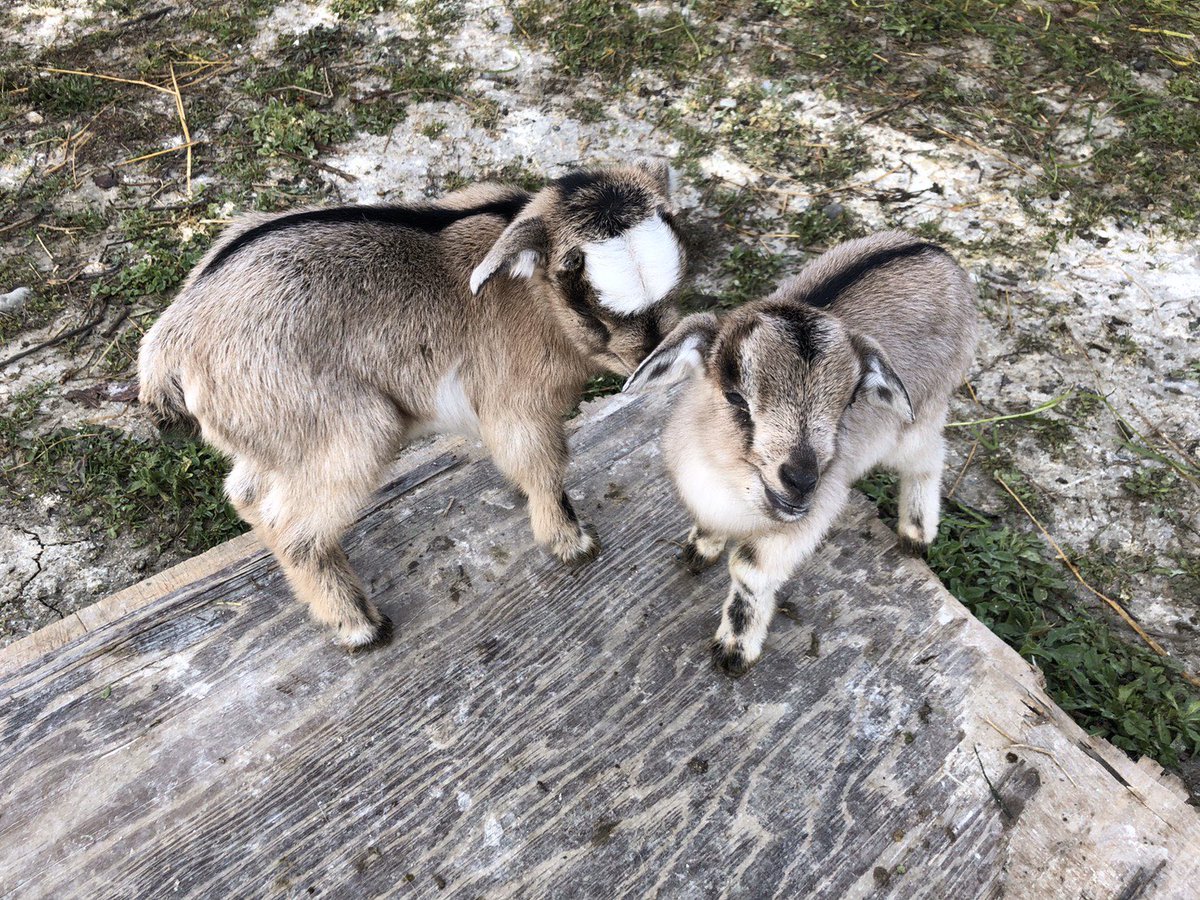 当選したから選挙活動に使ったヤギは飼えないと手放す議員が話題だけど 国会議員になってからヤギを６頭飼い始めた議員もいるらしい Togetter