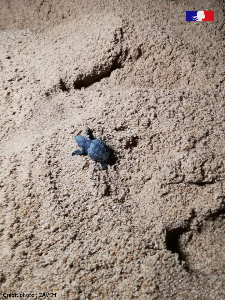 OFBiodiversite's tweet photo. 👉 Communiqué : https://t.co/VxrEhFTFP1
📷 CAVEM
📷 S.Jamme / Association Marineland
Partenaires : @VilleDeFrejus #CAVEM #ASSOMARINELAND @littoral_cdl @OFBiodiversite #CESTMED @Le_Museum #AquanauteExpertise @LaSHF_Officiel #RTMMF #GTMF #ObservatoireTortuesMarines #RTMAE #RTSPM https://t.co/hbk9IeB5xu