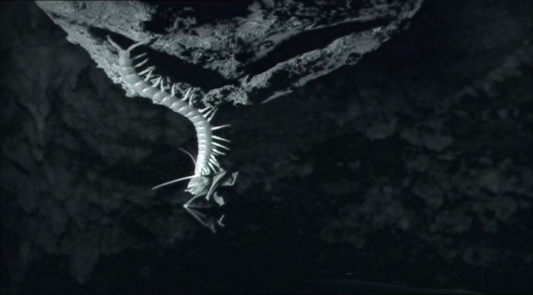 Centipede over a foot long that poisons and eats bats is challenging
