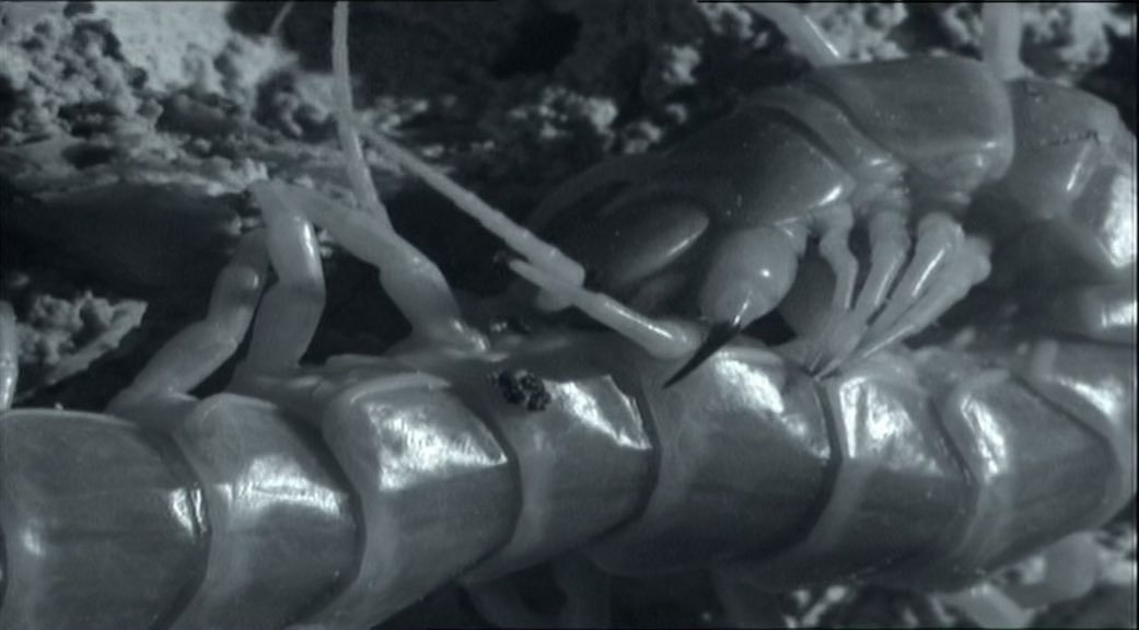 Centipede over a foot long that poisons and eats bats is challenging