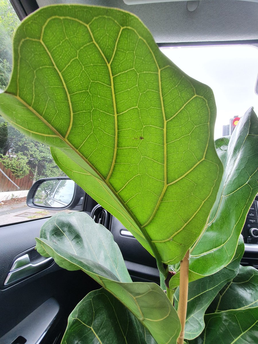 I knew I couldn't leave @plantoneonmebfd without a little (or big) something. 🌿#plantlover #planttwitter #thursdayvibes #plantaddiction