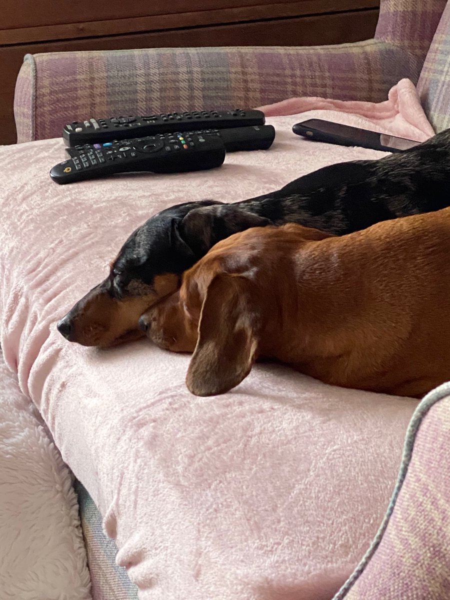 TheScampDachs's tweet photo. We are having a snuggle this evening. Cause we love each other, even if we are very different personalities #siblings #dachshund #sausagearmy #dogsoftwitter it’s been a helluva day #Stormlaura and her darn windy rainy bottom! Tis exhausting for us, we are only small. https://t.co/0PZEbv5bZo