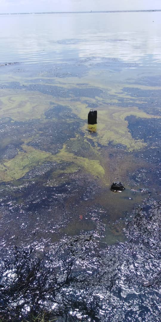 noticiacadadia's tweet image. En este momento derrames de petroleo en el lago de Maracaibo, el municipio Santa Rita y Cabimas #Zulia muy afectadas, imágenes dantescas d este crimen ecologico , hasta el momento no hay plan de contingencia d #PDVSA. @sumariumcom @AsiEsNoticiasVe @AsambleaVE @pjzulia @ExtraVzla