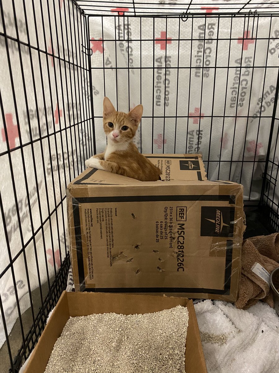 austinanimals's tweet photo. Last night we set up crates at the Austin Convention Center for evacuees with pets. By 2:30am, we housed 6 dogs and 1 kitten. Donations from this yr helped us supply food, bowls, bedding, crates, toys and ID tags to make this possible! #HurricaneLaura https://t.co/lSOltmtO1v