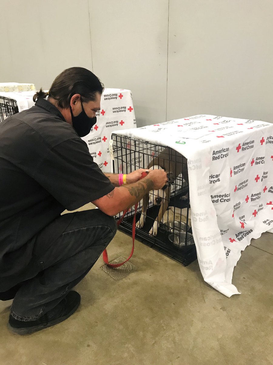 austinanimals's tweet photo. Last night we set up crates at the Austin Convention Center for evacuees with pets. By 2:30am, we housed 6 dogs and 1 kitten. Donations from this yr helped us supply food, bowls, bedding, crates, toys and ID tags to make this possible! #HurricaneLaura https://t.co/lSOltmtO1v