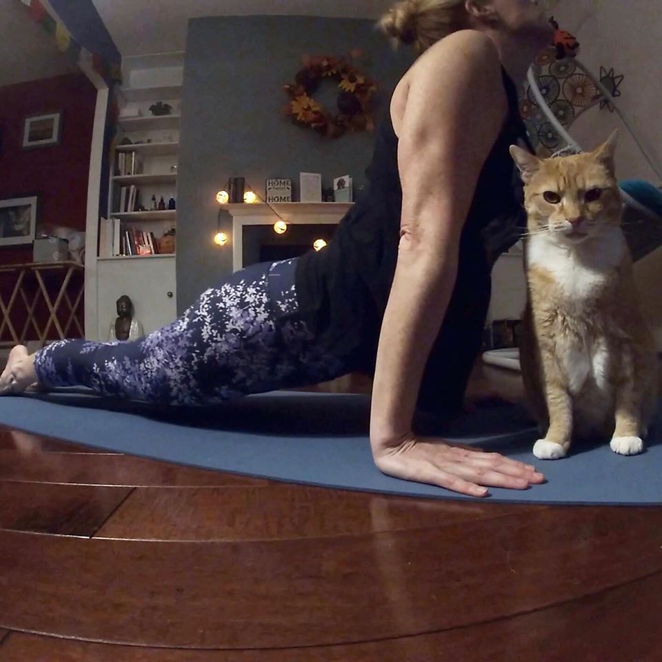 Providence_AC's tweet photo. Join us, and a super special cat friend, Rooster, for our #TakePaws lunchtime yoga session from 12:30-1PM on FB + IG Live! The session is Donate-What-You-Can to support this program, & homeless pets in need: https://t.co/8lSdVnpYeQ
Be sure to join in with your pets at home! https://t.co/elGaYH38Sz