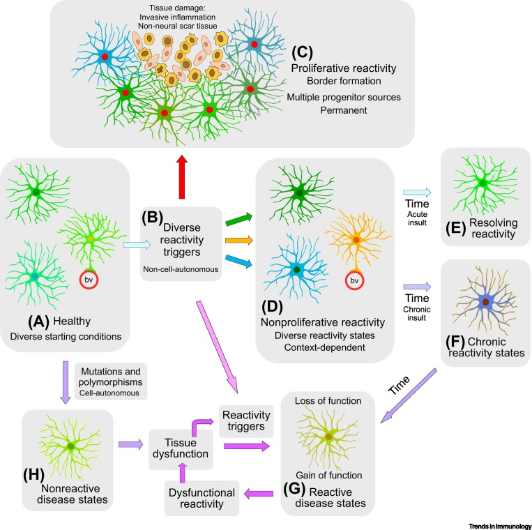 TrendsImmuno's tweet photo. New Open Access Opinion @TrendsImmuno Special Issue on #Astrocyte #Reactivity: Subtypes, States, and Functions in #CNS #Innate #Immunity, by Michael V. Sofroniew @UCLA  https://t.co/Mgheq2EYFo https://t.co/bmK27s1ube