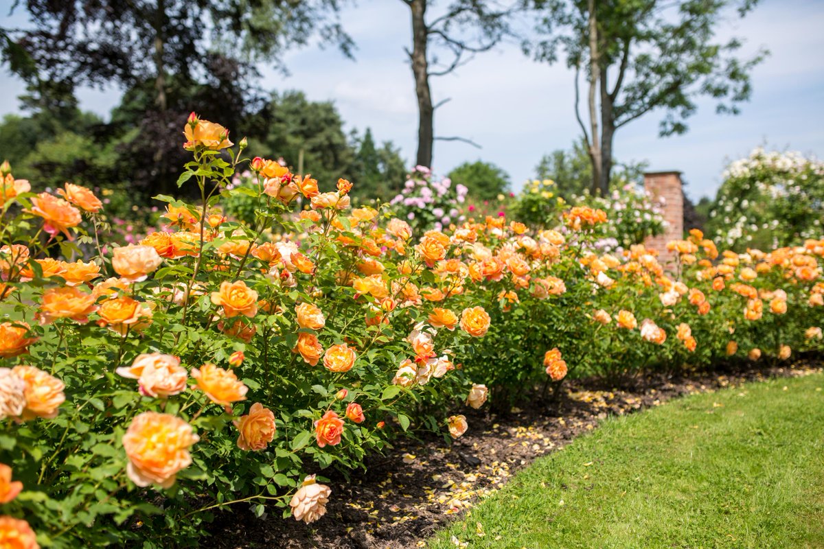 Looking to create a beautiful rose hedge in your #garden? We’ve put together our best #roses for creating the perfect hedge. 

Shop our hedge bundles here: 

Photographed here is Lady of Shalott.