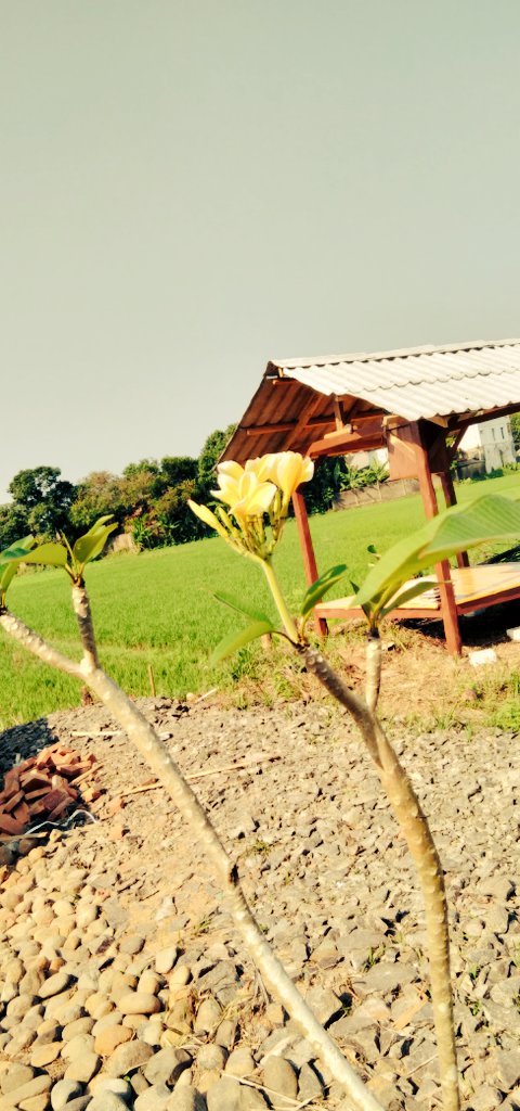 Amsaaaar's tweet image. Mekar