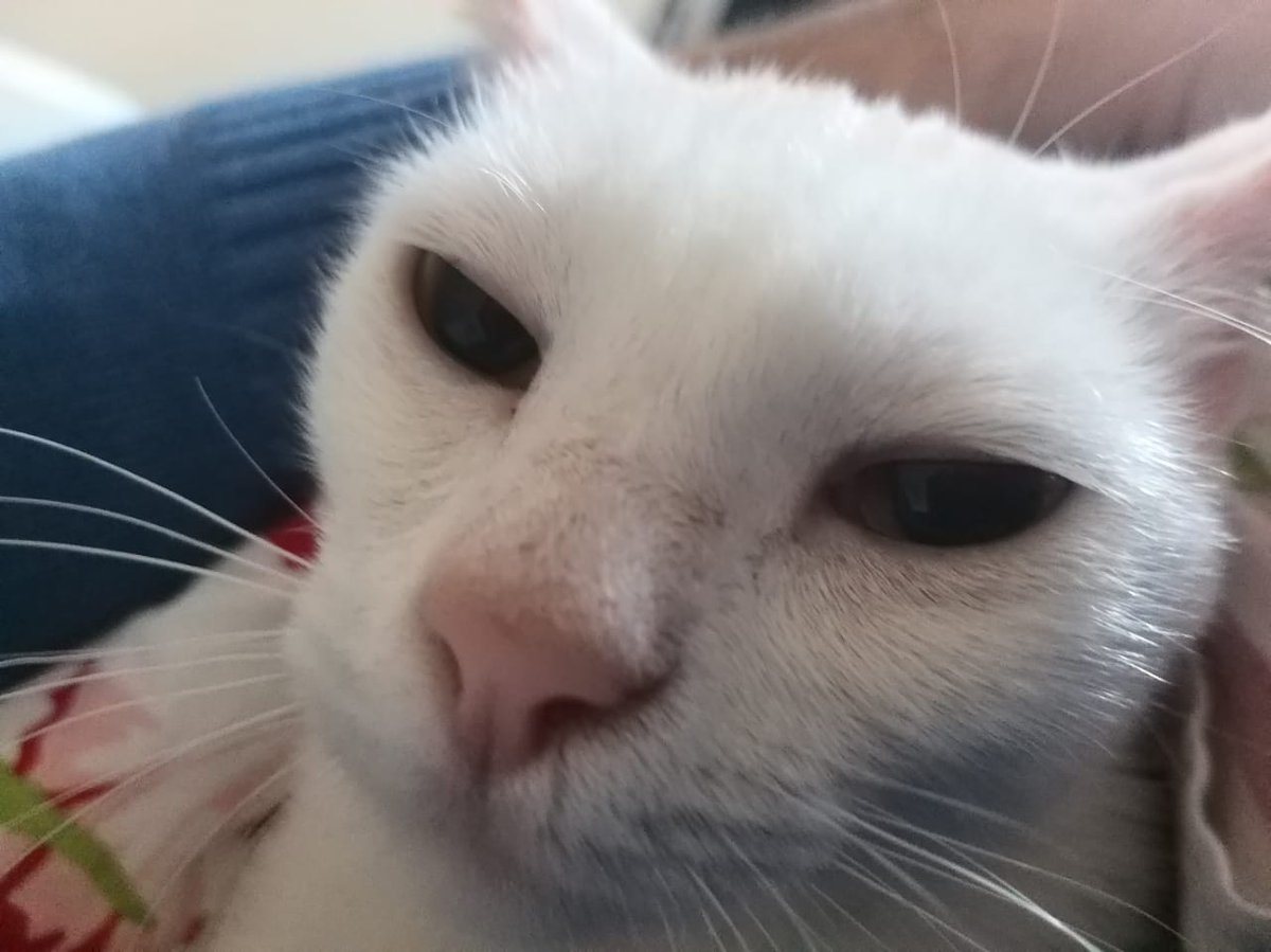 bde_barbara's tweet photo. @cherryrar Minha gata Cristal n morde, ela julga https://t.co/MyVUQVY9Hb
