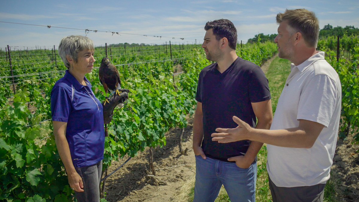 CorkScrewedTV (@corkscrewedtv) on Twitter photo We learn this in Episode 3 of #corkscrewedtv with Louise @featherstonewne youtu.be/ASi0QUtG9I4 <a href="/WineCountryOnt/">Wine Country Ontario</a> <a href="/grapegrowersont/">Grape Growers of Ontario</a> <a href="/CCOVIBrockU/">Brock CCOVI</a> <a href="/WineFoodTravel/">Wine & Food Travel</a> <a href="/Visit_Niagara/">Visit Niagara</a> #VQA #OntarioWine #NiagaraWine We learn this in Episode 3 of #corkscrewedtv with Louise @featherstonewne youtu.be/ASi0QUtG9I4 <a href="/WineCountryOnt/">Wine Country Ontario</a> <a href="/grapegrowersont/">Grape Growers of Ontario</a> <a href="/CCOVIBrockU/">Brock CCOVI</a> <a href="/WineFoodTravel/">Wine & Food Travel</a> <a href="/Visit_Niagara/">Visit Niagara</a> #VQA #OntarioWine #NiagaraWine