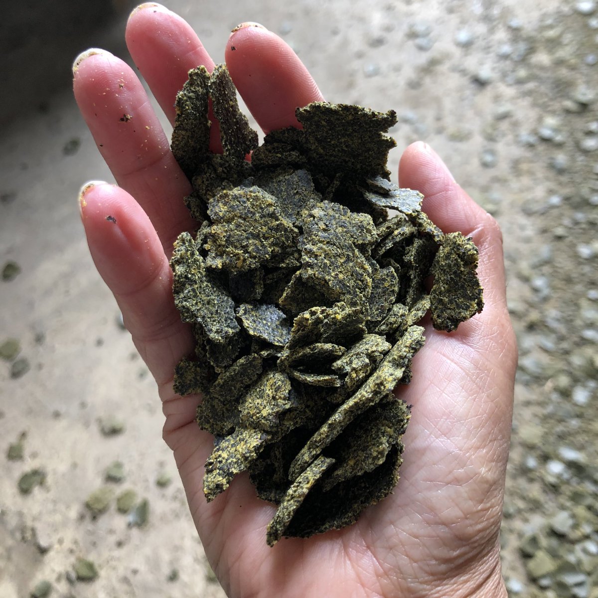 YorkshireOil's tweet photo. We make the most of everything we do here! This pile of rapeseed meal is the by-product of gently pressing our seeds to extract our cold pressed #rapeseedoil, and this can be used as a high-protein, good energy feed for our animal. Clever!
#tasteofyorkshire #behindthescenes https://t.co/XQJlKIOLWm